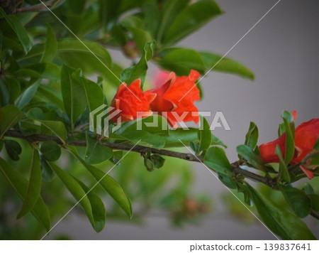 石榴樹的紅色花朵 石榴樹的紅色花朵 139837641