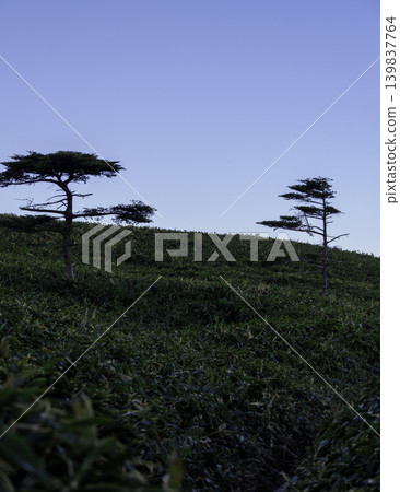 四國高山景色:清晨的陽光灑在竹林和樹木上,形成鮮明的對比。 四國高山景色:清晨的陽光灑在竹林和樹木上,形成鮮明的對比。 139837764