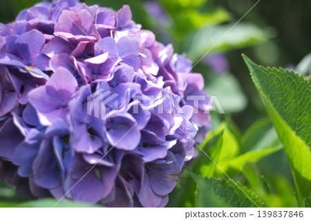 The refreshing purple hydrangeas stand out after the rain. The refreshing purple hydrangeas stand out after the rain. 139837846