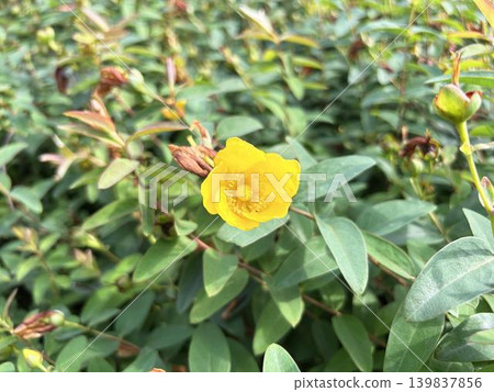 A close-up of the lovely Hypericum patulum. 139837856