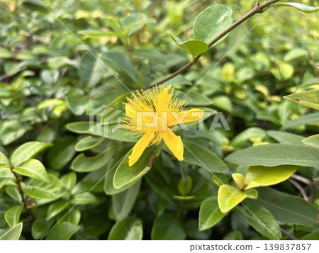 Close-up of Hypericum patulum blooming in a park flowerbed. 139837857