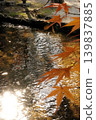 Kamigamo Shrine 139837885