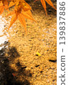 Kamigamo Shrine 139837886