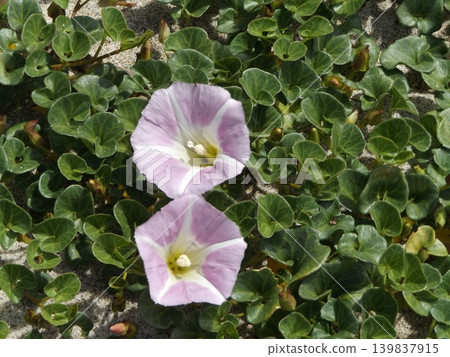 The beach morning glories of Inagehama are making a comeback. The beach morning glories of Inagehama are making a comeback. 139837915
