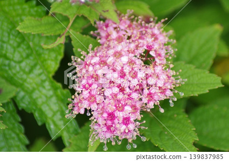 Spiraea flowers, adorned with water droplets, shine like jewels. 139837985