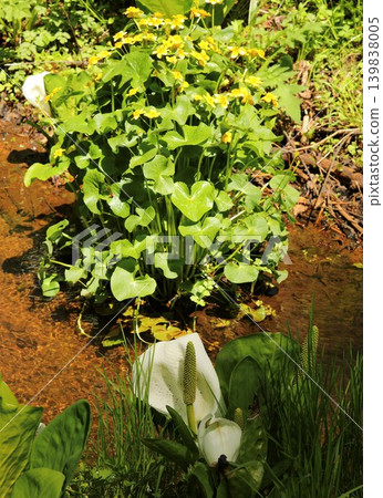 Flowers: Skunk cabbage, Togakushi Plateau Flowers: Skunk cabbage, Togakushi Plateau 139838005