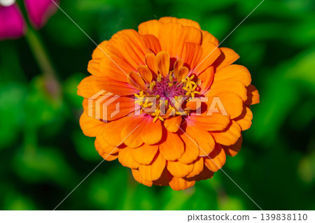 [Flower material] Zinnia [Yamanashi Prefecture] 139838110