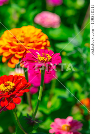 [Flower material] Zinnia [Yamanashi Prefecture] 139838112