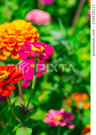 [Flower material] Zinnia [Yamanashi Prefecture] 139838113