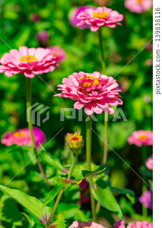 【花材】百日菊【山梨縣】 【花材】百日菊【山梨縣】 139838116
