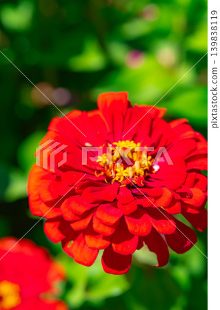 [Flower material] Zinnia [Yamanashi Prefecture] 139838119