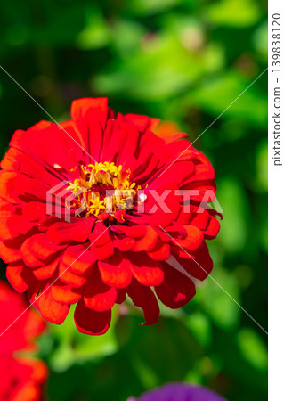 【花材】百日菊【山梨縣】 【花材】百日菊【山梨縣】 139838120
