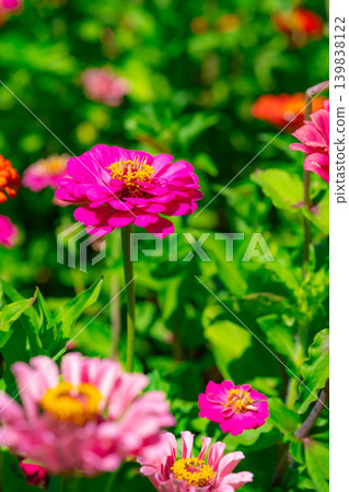 【花材】百日菊【山梨縣】 【花材】百日菊【山梨縣】 139838122