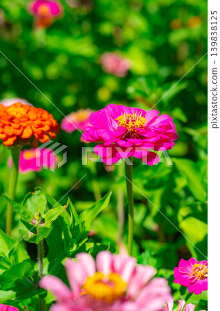[Flower material] Zinnia [Yamanashi Prefecture] 139838125