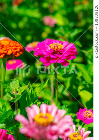 [Flower material] Zinnia [Yamanashi Prefecture] 139838126
