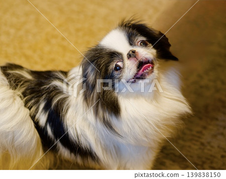 日本狆犬抬頭微笑的可愛表情。 日本狆犬抬頭微笑的可愛表情。 139838150