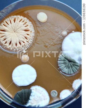 Cultivation of mold that grows on dust, etc. 139838190