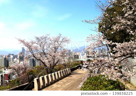 Hijiyama公園櫻花 139838225