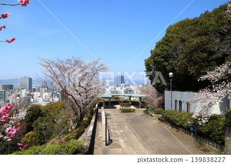 Hijiyama公園櫻花 139838227