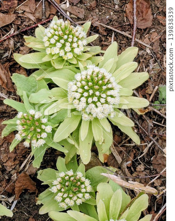White butterbur flowers White butterbur flowers 139838339