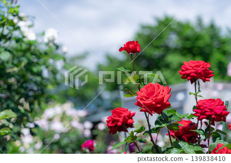 [Early summer material] Red roses and blue sky [Nagano Prefecture] 139838410