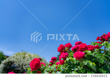 [Early summer material] Red roses and blue sky [Nagano Prefecture] 139838415