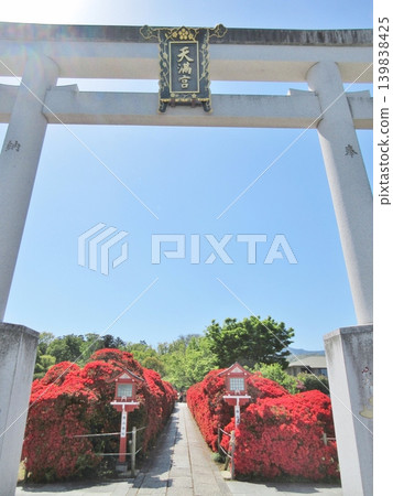 Kirishima azaleas in full bloom at Nagaoka Tenjin Shrine Kirishima azaleas in full bloom at Nagaoka Tenjin Shrine 139838425