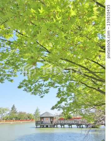 Nagaoka Tenmangu Shrine: Hachijo Pond and fresh greenery Nagaoka Tenmangu Shrine: Hachijo Pond and fresh greenery 139838435