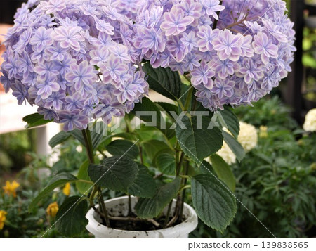 繡球花-萬花筒般的花朵 繡球花-萬花筒般的花朵 139838565