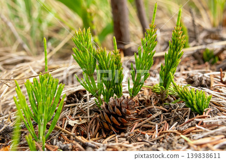 Young Equisetum Arvense Shoots on Forest Floor Young Equisetum Arvense Shoots on Forest Floor 139838611