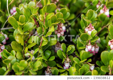 Tiny Pink Bearberry Bloom in Closeup Foliage Tiny Pink Bearberry Bloom in Closeup Foliage 139838612