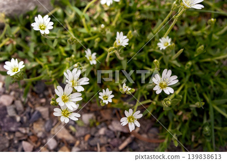 Cerastium Alpinum White Flowers in Alpine Meadow in spring. Cerastium Alpinum White Flowers in Alpine Meadow in spring. 139838613