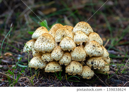 Cluster of scaly Pholiota mushrooms on forest floor. Cluster of scaly Pholiota mushrooms on forest floor. 139838624