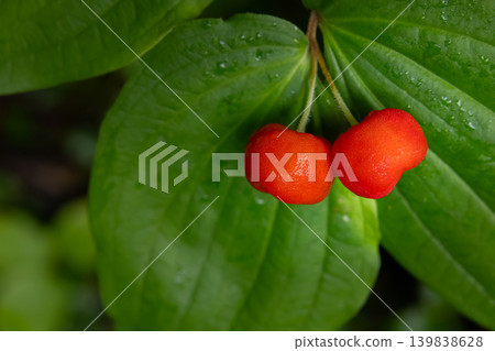 Twin berries of roughfruit fairybells in shade of summer forest. Twin berries of roughfruit fairybells in shade of summer forest. 139838628