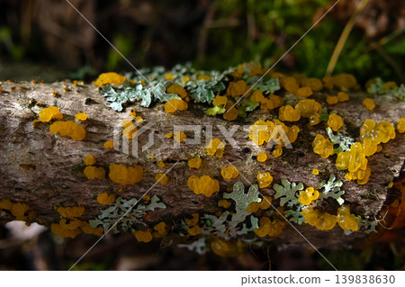 Orange jelly spot mushrooms on the decaying spruce wood. Orange jelly spot mushrooms on the decaying spruce wood. 139838630