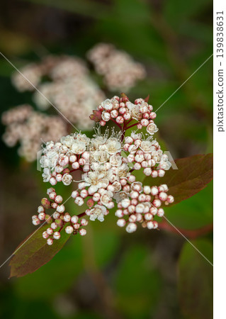 Spiraea alba white flowers with green foliage in the meadow. Spiraea alba white flowers with green foliage in the meadow. 139838631