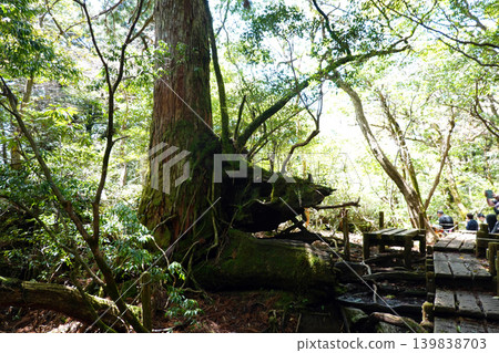 屋久島繩文杉健行 屋久島繩文杉健行 139838703