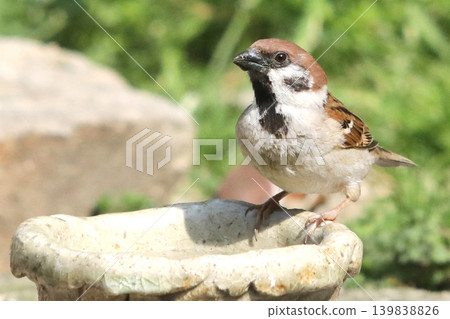 Sparrow watering hole Sparrow watering hole 139838826