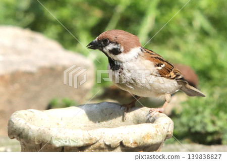 Sparrow watering hole Sparrow watering hole 139838827