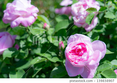 【花卉素材】玫瑰花特寫【長野縣】 【花卉素材】玫瑰花特寫【長野縣】 139838907
