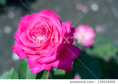 【花卉素材】玫瑰花特寫【長野縣】 【花卉素材】玫瑰花特寫【長野縣】 139838908