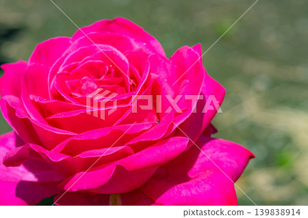 [Floral Material] Close-up of a rose flower [Nagano Prefecture] 139838914
