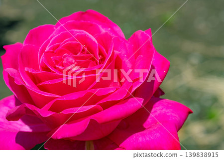 [Floral Material] Close-up of a rose flower [Nagano Prefecture] 139838915