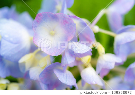 [Macro Photography] Raindrops on Hydrangeas [Nagano Prefecture] 139838972