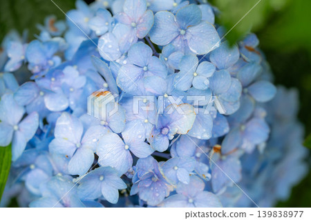 [Macro Photography] Raindrops on Hydrangeas [Nagano Prefecture] 139838977