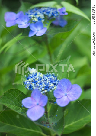 The depth of the hydrangea, with its large decorative flowers blurred in the background. The depth of the hydrangea, with its large decorative flowers blurred in the background. 139838989