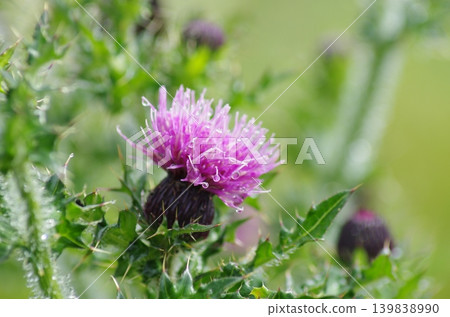 Thistles blooming vividly, adorned with morning dewdrops. Thistles blooming vividly, adorned with morning dewdrops. 139838990