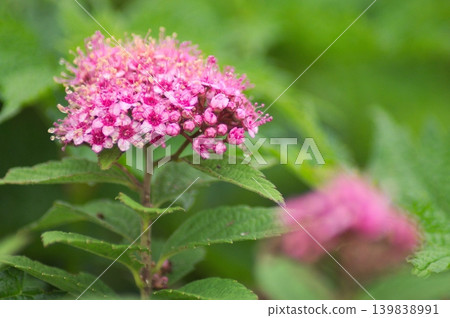 Pink spirea flowers bloom softly amidst the green of early summer. Pink spirea flowers bloom softly amidst the green of early summer. 139838991