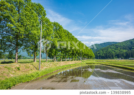 Metasequoia trees along the Chiuchi River in Makino Town, Takashima City, Shiga Prefecture Metasequoia trees along the Chiuchi River in Makino Town, Takashima City, Shiga Prefecture 139838995