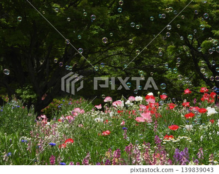 Soap bubbles floating in a flower field 139839043